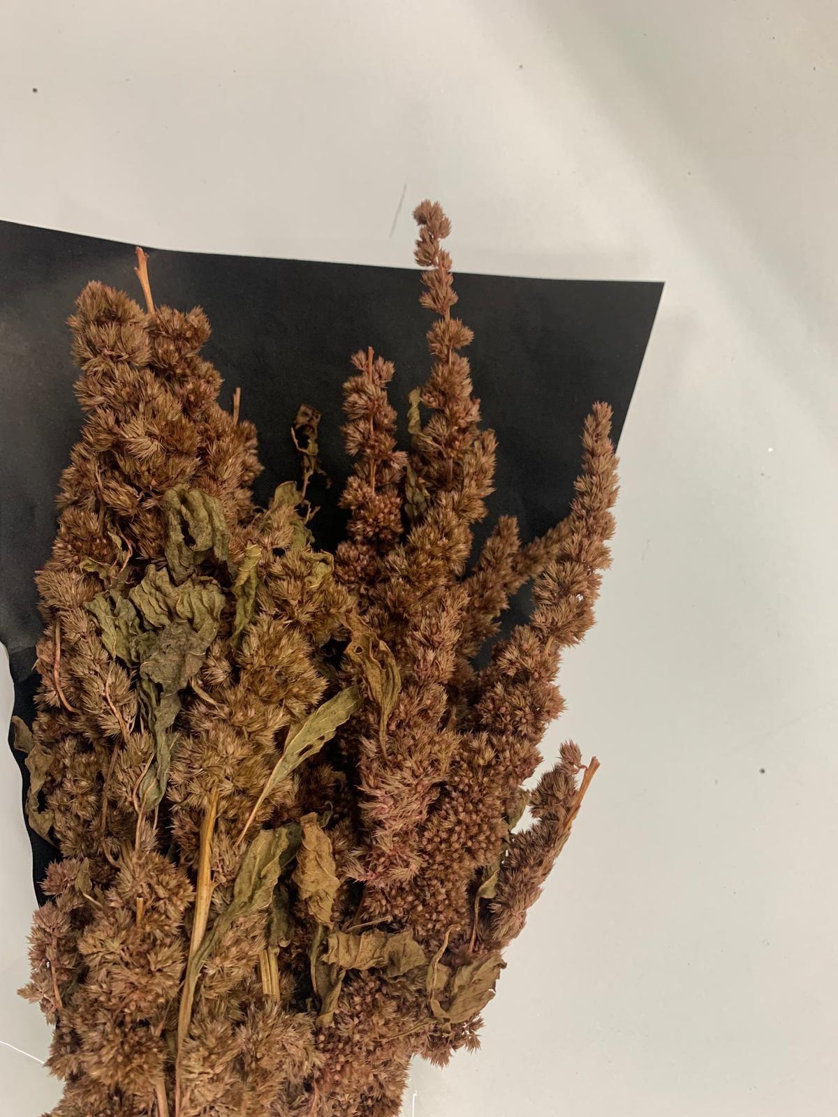 Amaranthus Green Thumb erika 75 GR