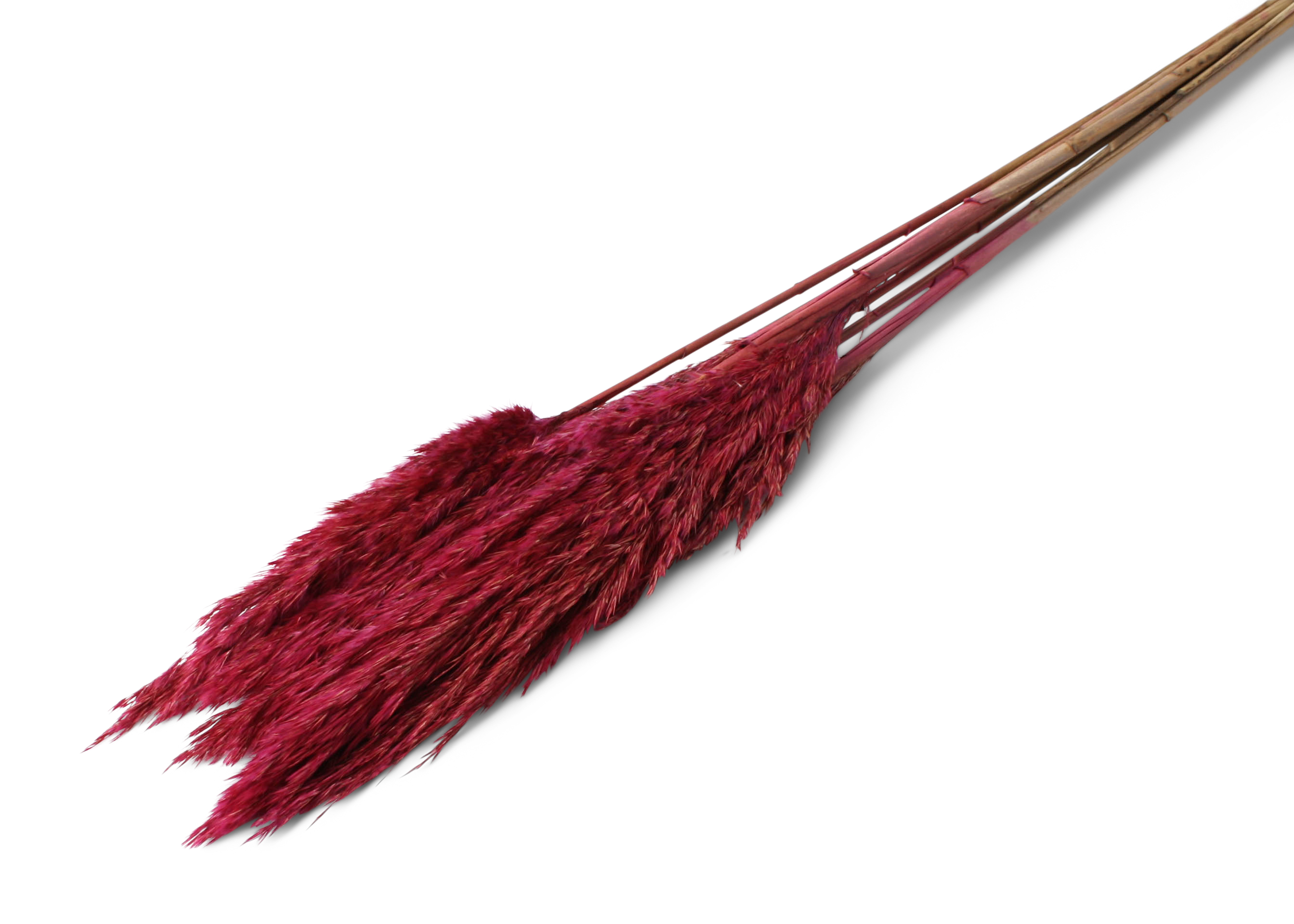 Plume Reed 20-35cm HD azalea 100cm 100g