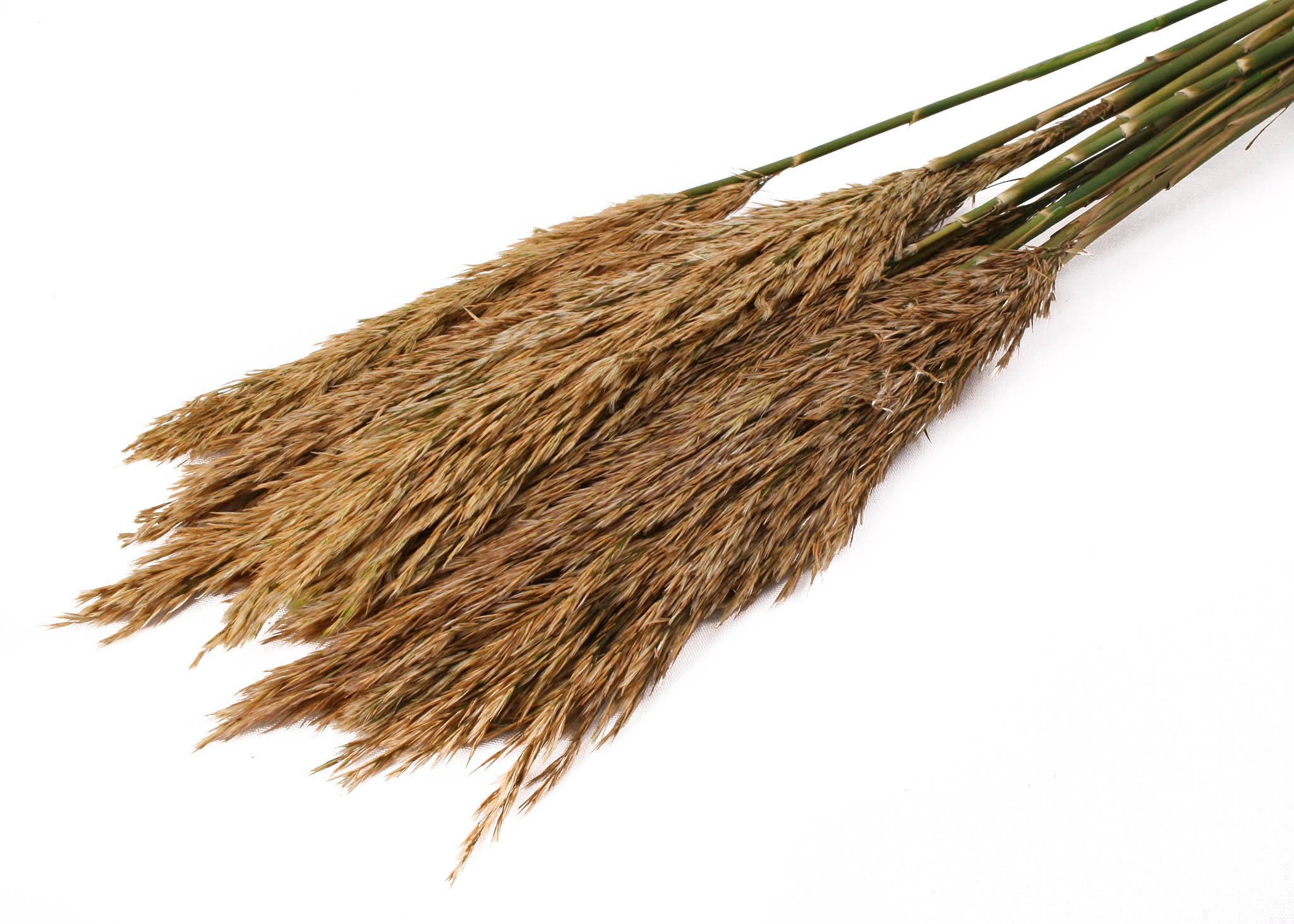 Plume Reed Long Ivory 125g