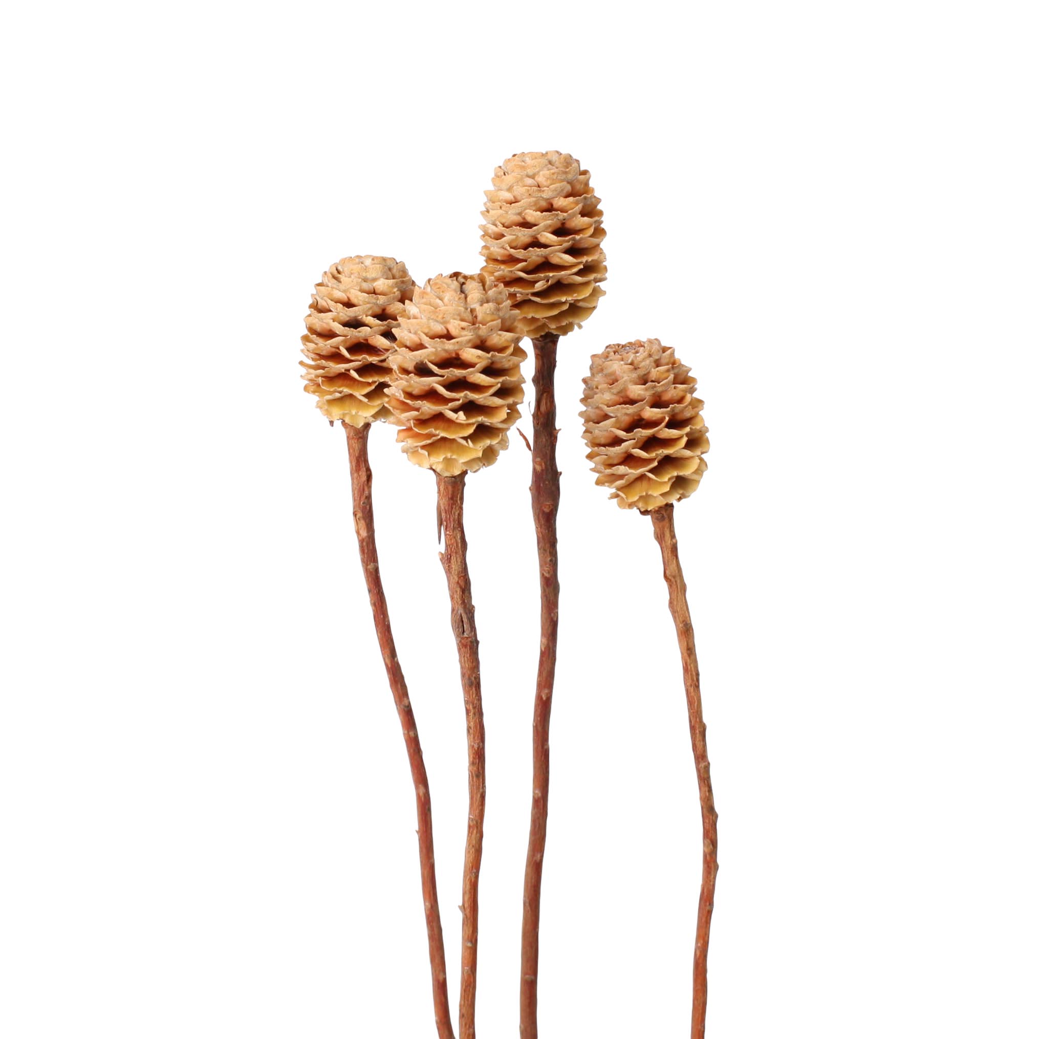 Tray Sabulosum Branch cream 4-6 50 STK