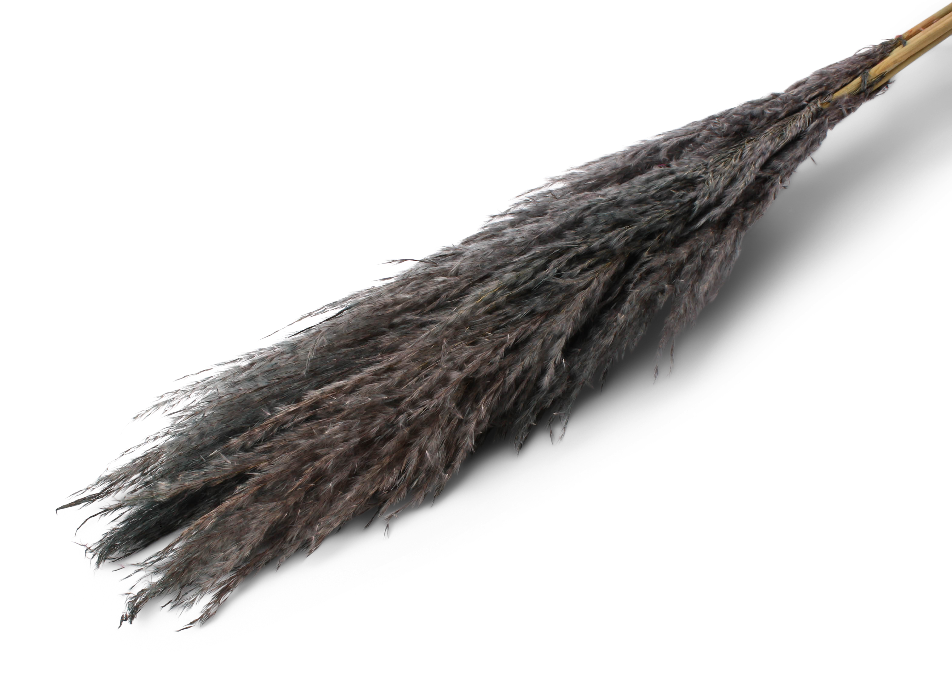 Pampas 40-70cm Hd black pastel 120 cm 5 STK